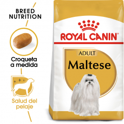 Royal Canin-Bichon Maltese Adulto (1)