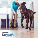 Purina Pro Plan Snack Dentalife Para Perros Large